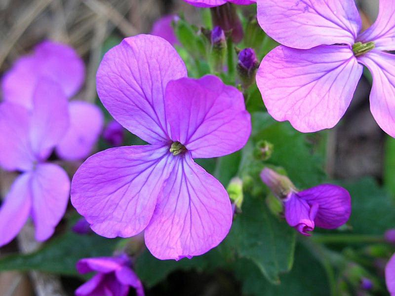 Lunaria annua / Lunaria meridionale